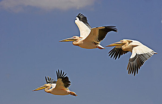 白鹈鹕,群,飞行,纳库鲁,公园,肯尼亚