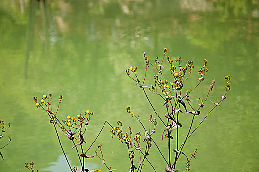 湖水边的植物