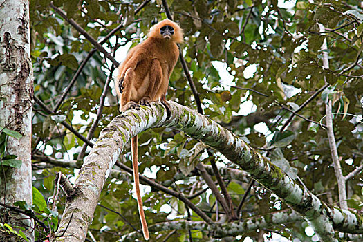 红叶,猴子,丹浓谷保护区,马来西亚