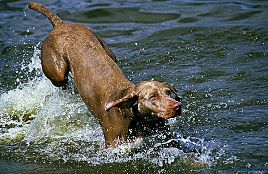 魏玛,狗,玩,水中