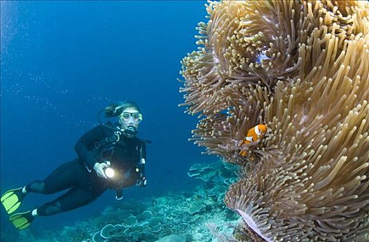 潜水者,小丑鱼,四王群岛,西巴布亚,印度尼西亚