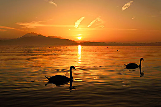 疣鼻天鹅,日落,正面,山,后面,皮拉图斯,湖,瑞士,欧洲