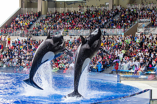 海洋公园虎鲸表演