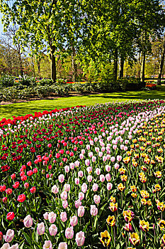 彩色,排,郁金香,春天,花坛,库肯霍夫花园,荷兰南部,荷兰