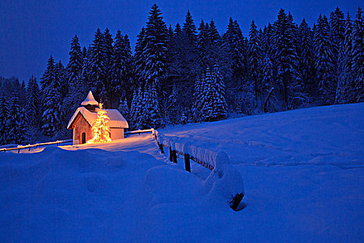 圣诞树,小教堂,陆地,巴伐利亚,德国