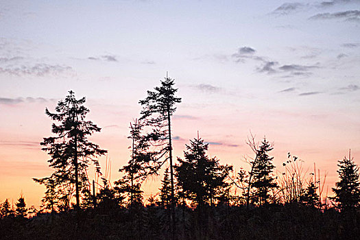 树林,日落,俄罗斯