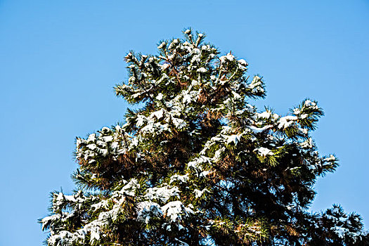 雪压松柏