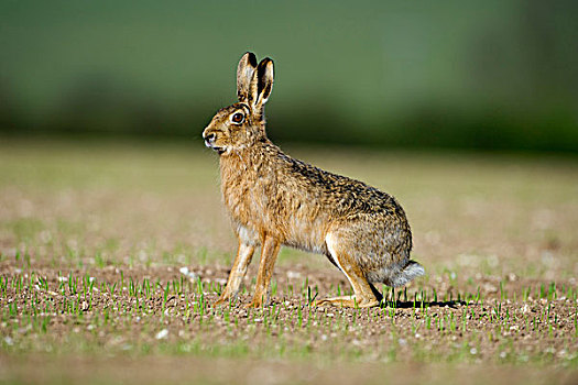 褐色,野兔,诺福克,英格兰,英国,欧洲