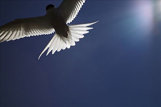 北极燕鸥,飞,瑞典