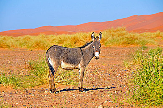 驴,站立,正面,沙丘,却比沙丘,摩洛哥,非洲