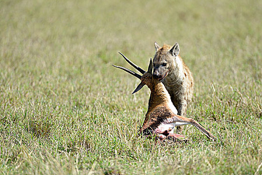 斑鬣狗,捕食,汤氏瞪羚,马赛马拉国家保护区,肯尼亚,非洲