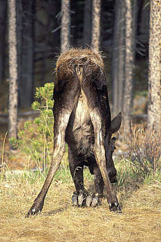 后部,幼兽,驼鹿,膝,放牧,碧玉国家公园,艾伯塔省,加拿大