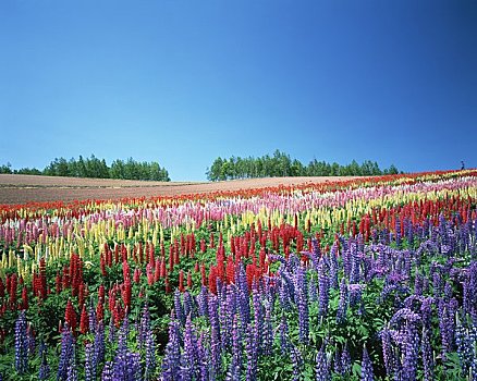 彩色,季节,山