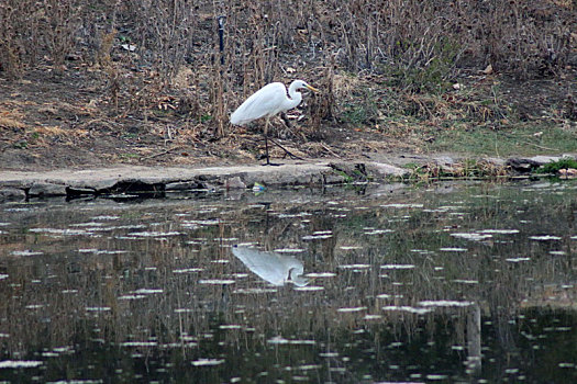 新疆哈密,三只大白鹭首次,光临,石油新城湿地公园