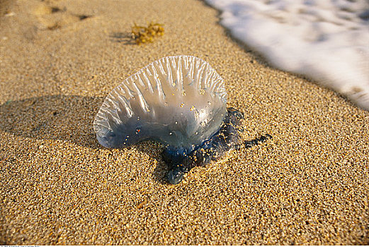 搁浅,水母