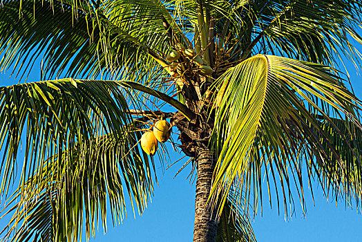 古巴,西恩富戈斯,椰树
