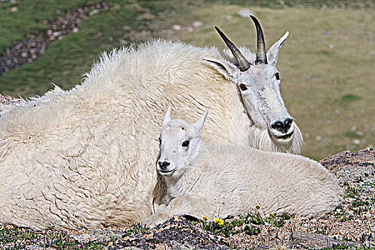 石山羊,雪羊,靠近,保姆,自然荒野区,科罗拉多,美国,冬季外套