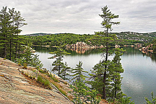 花冈岩,悬崖,白色,松树,风景,基拉尼省立公园,安大略省,加拿大