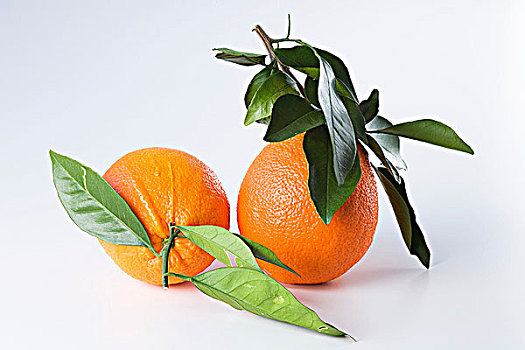 橘子,茎,叶子