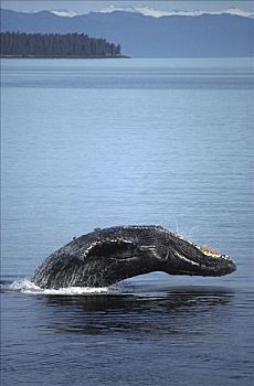 驼背鲸,大翅鲸属,鲸鱼,鲸跃,进食,地面,雪,通道,东南,阿拉斯加