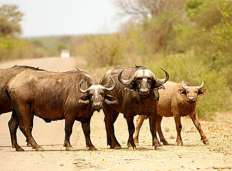 水牛,道路,克鲁格国家公园,南非,非洲