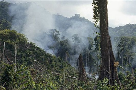 热带雨林,伊里安查亚省,印度尼西亚