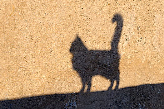 影子,猫,锡拉岛,基克拉迪群岛,希腊