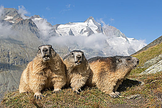 阿尔卑斯山土拨鼠,群,正面,高,陶安,国家公园,奥地利,欧洲