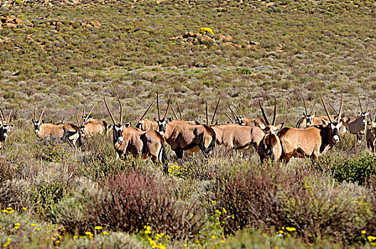 牧群,长角羚羊,格格普自然保护区,纳马夸兰,南非,非洲