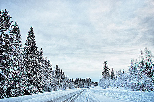 风景,积雪,树,公路,瑞典