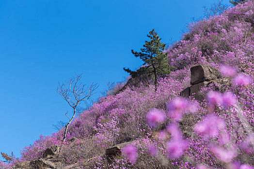 青岛大珠山杜鹃花