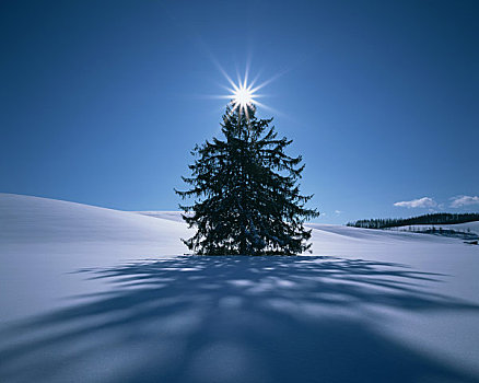 雪原,树,太阳
