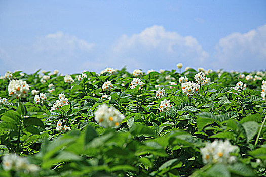 风景