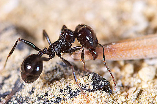 小,蚂蚁