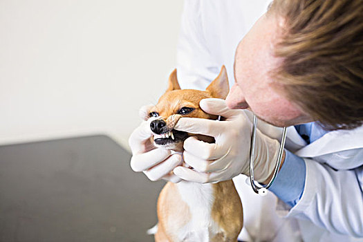 兽医,检查,狗,牙齿,诊所
