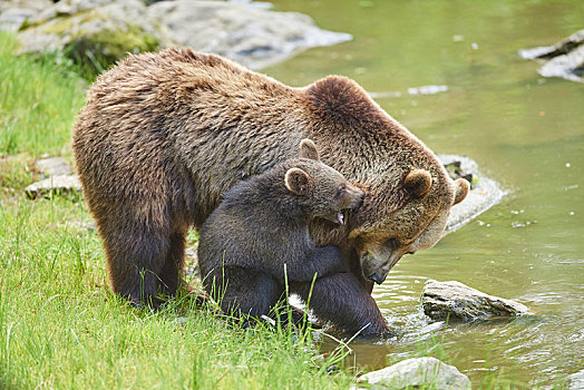欧亚混血,棕熊,熊,动物,小动物,水边,巴伐利亚森林国家公园,巴伐利亚,德国,欧洲