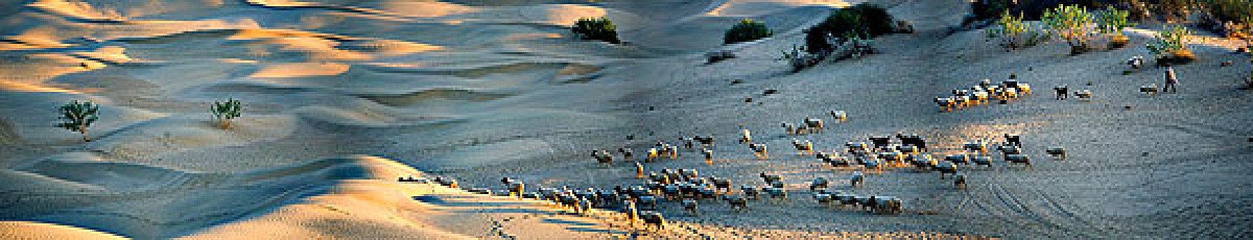 牧羊人,牧群,山羊,沙漠,塔尔沙漠,拉贾斯坦邦,印度