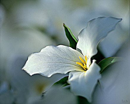 白色,延龄草,花,安大略省
