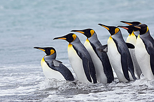 帝企鹅,群,进入,海洋,南乔治亚,南极