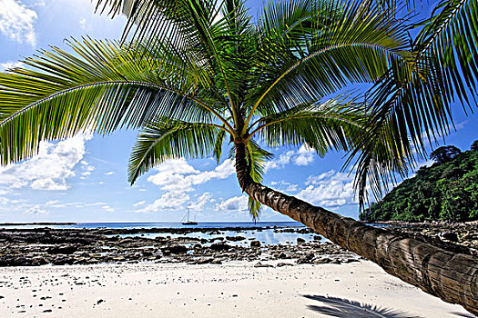 棕榈树,海滩,巴拿马