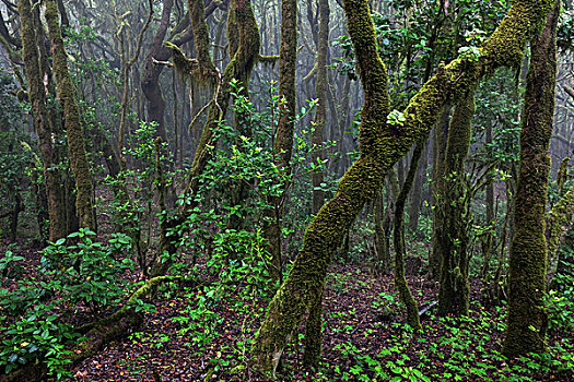 雾林,树林,加拉霍艾国家公园,世界遗产,加纳利群岛,西班牙,欧洲