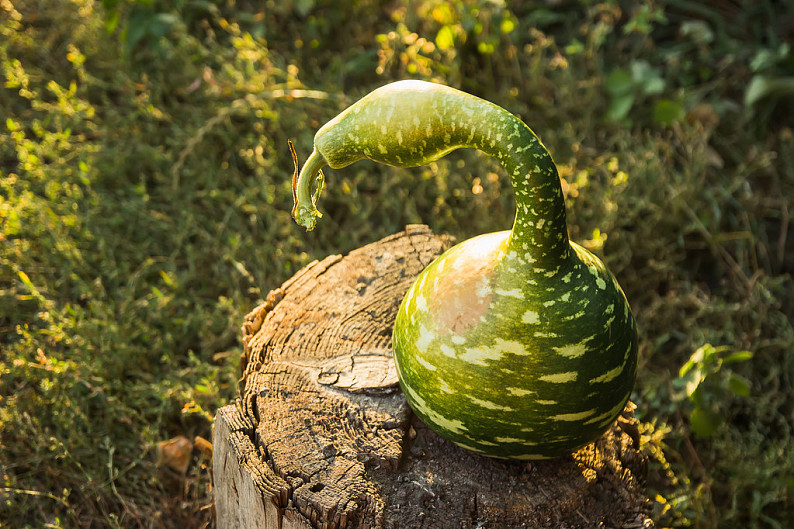 奇怪,南瓜,蛇,西瓜,丰收,秋天_高清图片_全景视觉