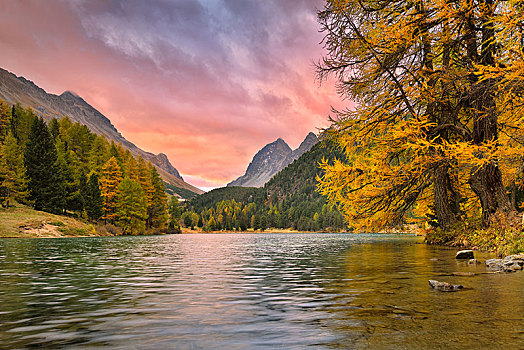 日出,湖,秋天,生动,云,落叶松属植物,秋色,瑞士,欧洲