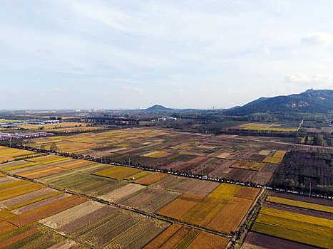 山东省日照市,蓝天白云下的金色大地,稻浪翻滚喜迎丰收年