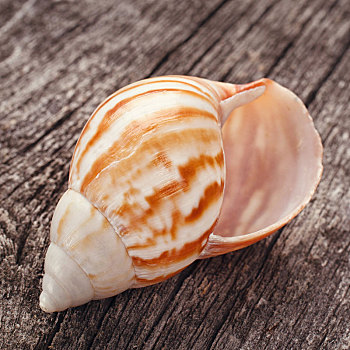 海螺壳,木质背景