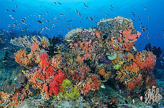 印度尼西亚,巴布亚岛,四王群岛,鱼,鱼群,珊瑚礁,画廊