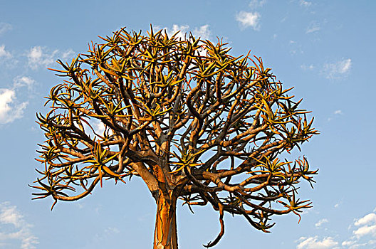 抖树,箭筒树,二歧芦荟,纳马夸兰,南非,非洲