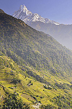 尼泊尔,安纳普尔纳峰,保护区,梯田,鱼尾,山,北方,中心