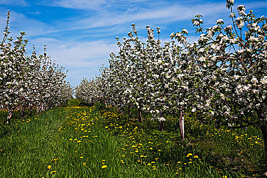 苹果园,春天,盛开,魁北克,加拿大