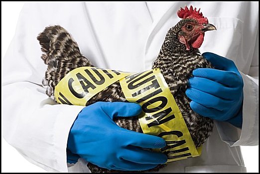 动物,研究人员,拿着,感染,鸡